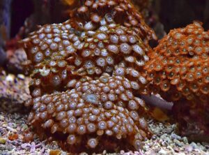 reef addicts net worth