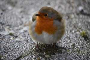 Round Robin