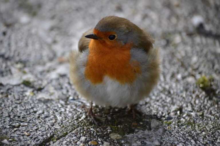 Round Robin