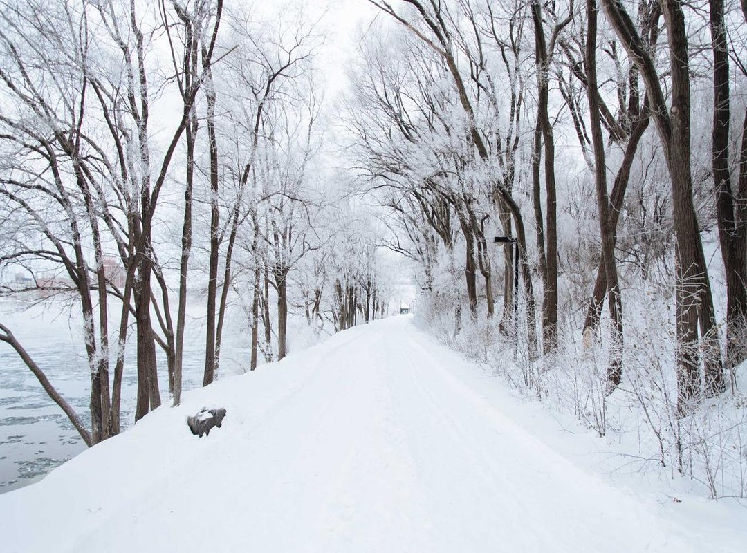 Beyond the Cobra: Other Common Dream Animal Numbers